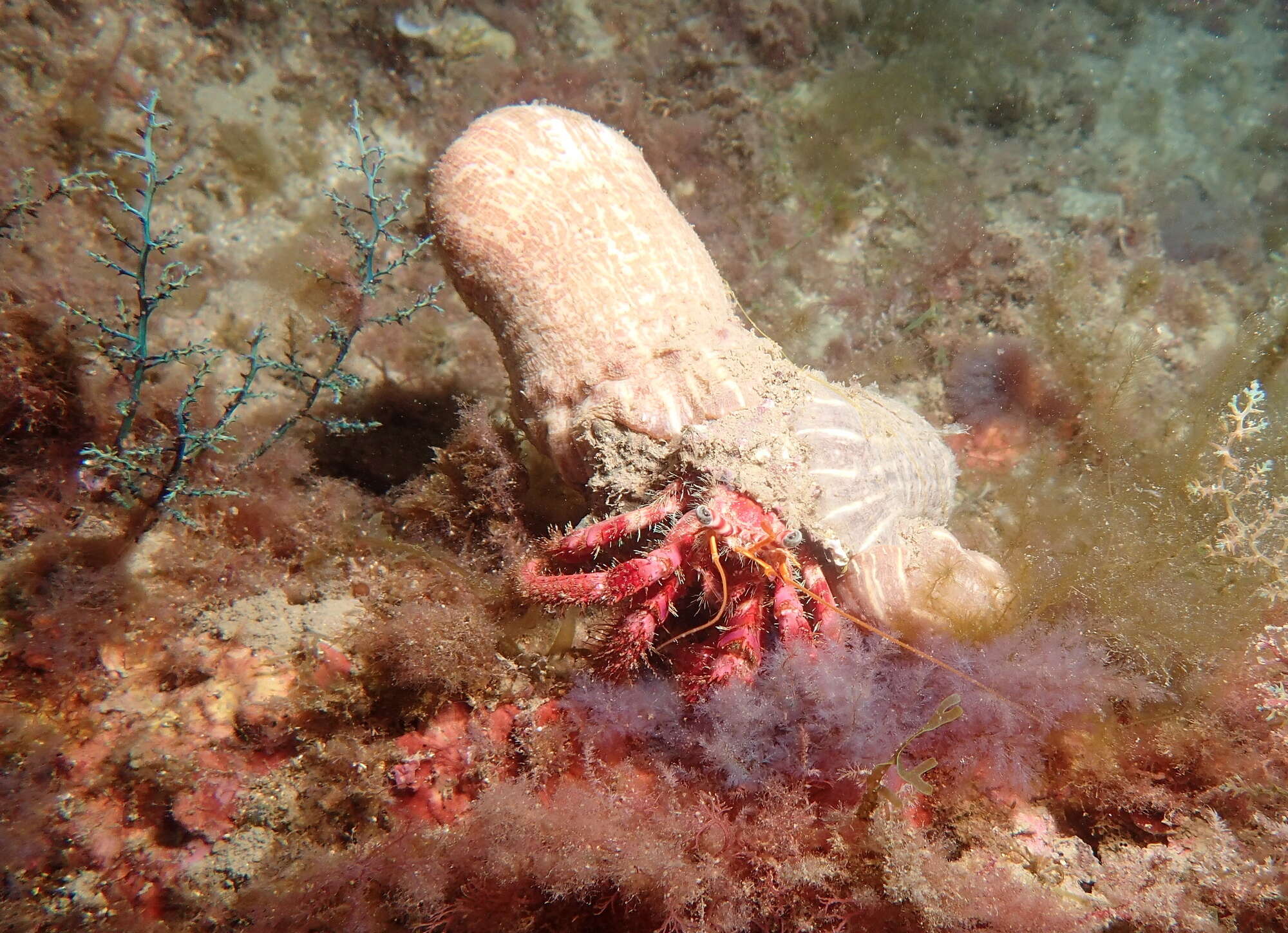 Image of Mediterranean hermit crab