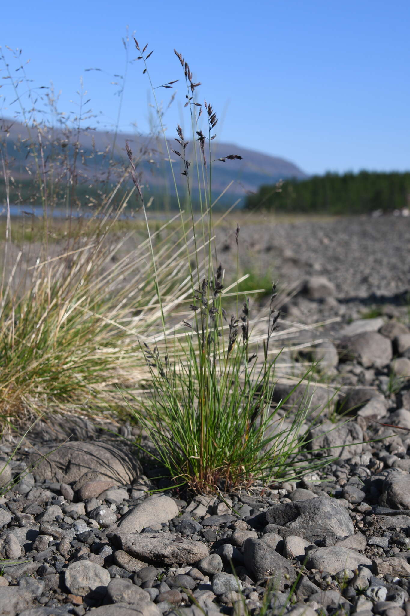 Image of Richardson's fescue