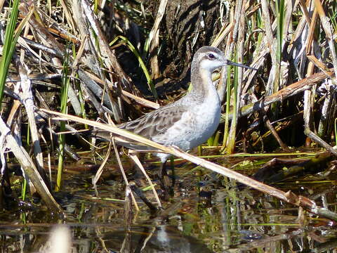 Image of Wilson's Phalarope