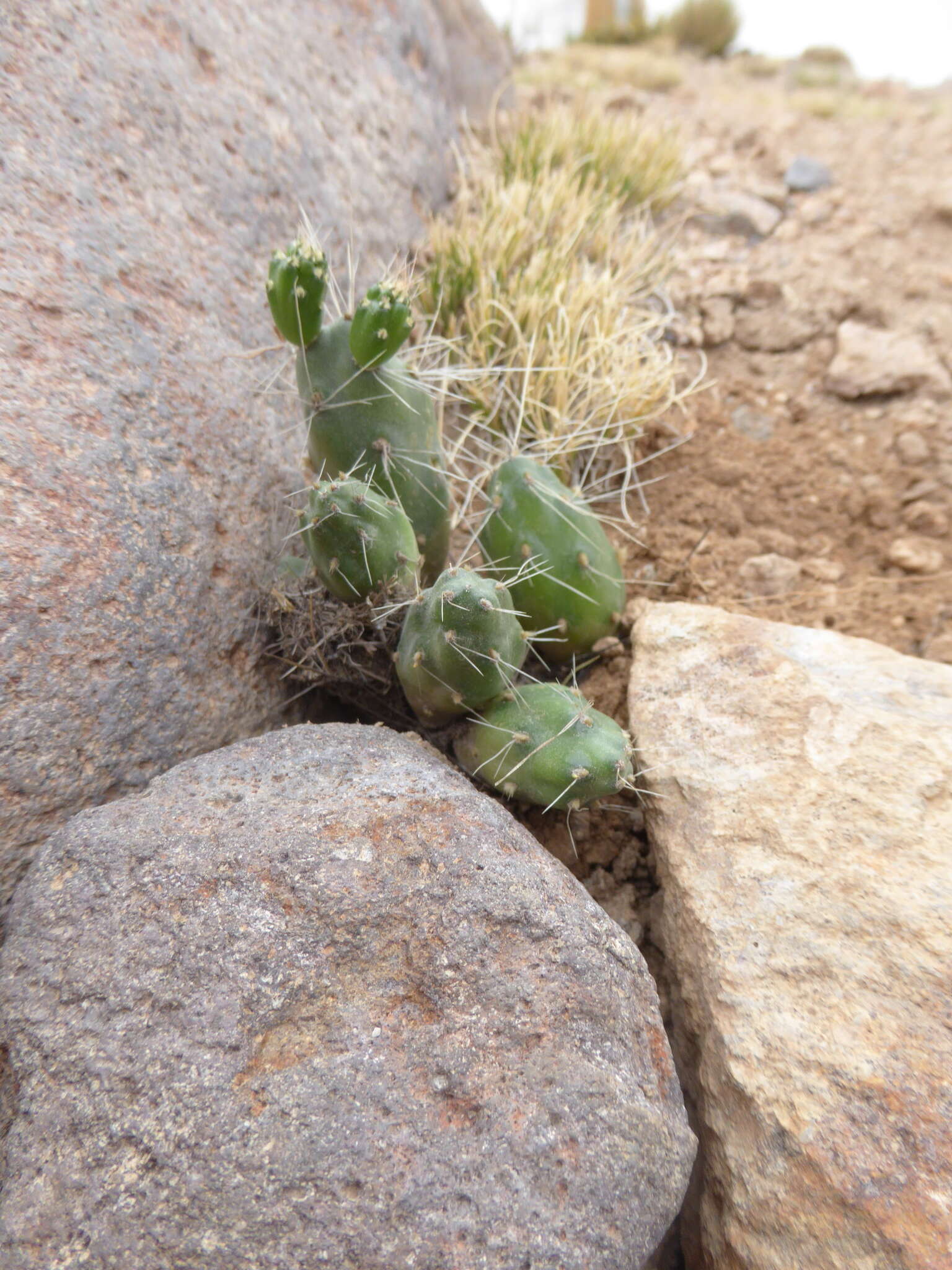 Image of Cumulopuntia glomerata