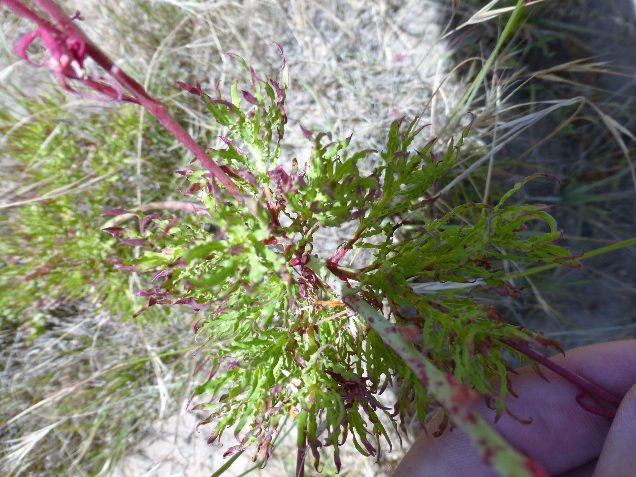 Oenothera suffrutescens (Ser.) W. L. Wagner & Hoch resmi