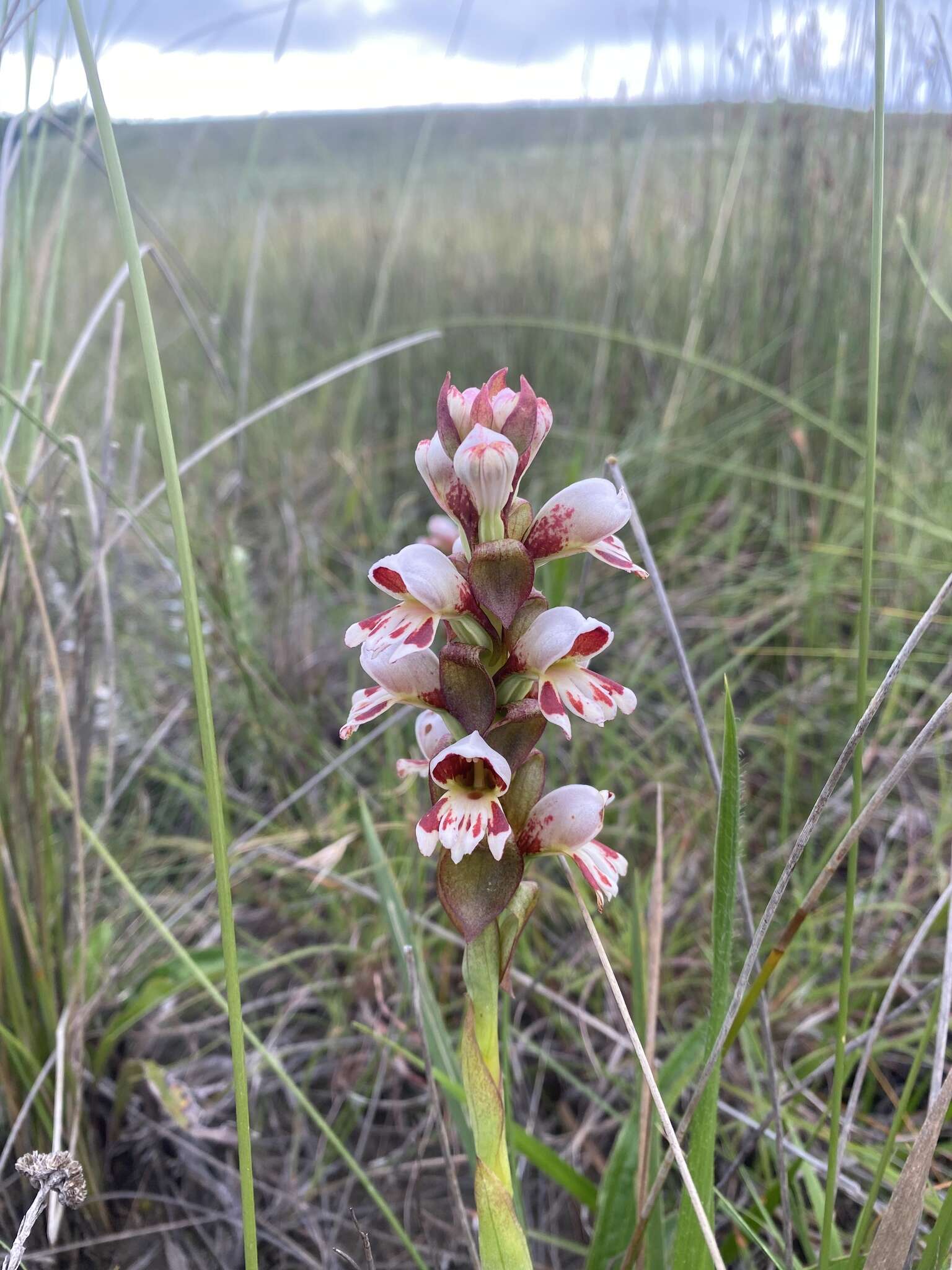 Image de Satyrium sphaerocarpum Lindl.