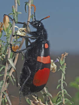 Image of <i>Hycleus haemactus</i>