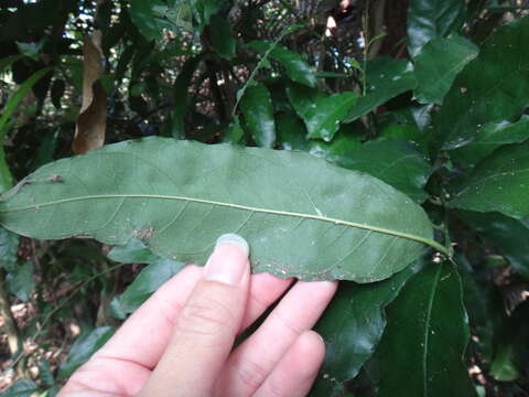 Image of Capparis henryi Matsum.