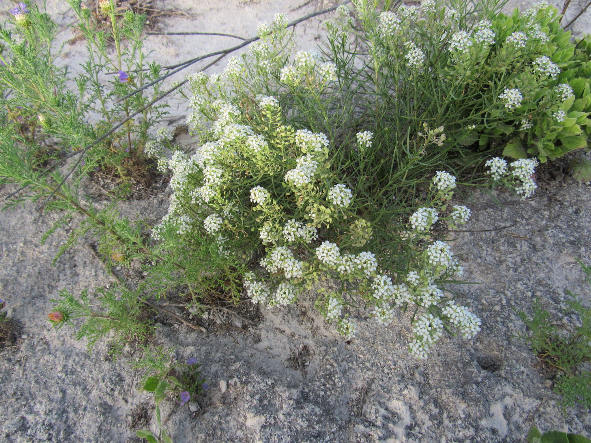 Sivun Lepidium alyssoides A. Gray kuva