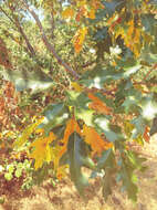 Image of oracle oak