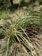 Image of Mauritanian grass