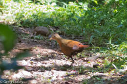 Image of Madagascar Wood Rail