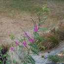 Image of Indigofera heterantha Brandis