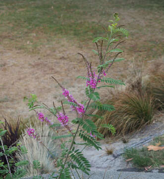 Image of Indigofera heterantha Brandis