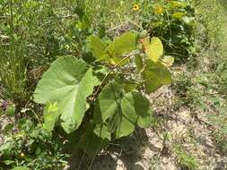 Imagem de Vitis aestivalis var. lincecumii (Buckley) Munson