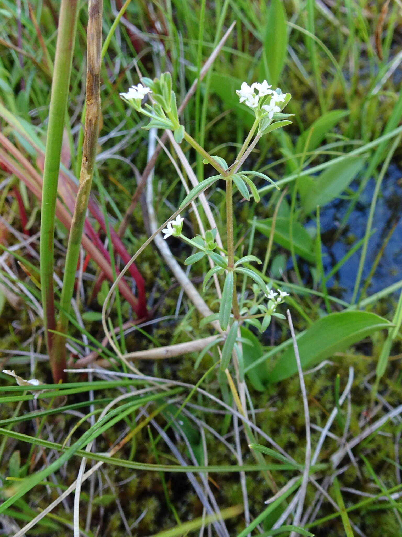 Image of Bog bedstraw