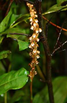 Plancia ëd Peristylus plantagineus (Lindl.) Lindl.