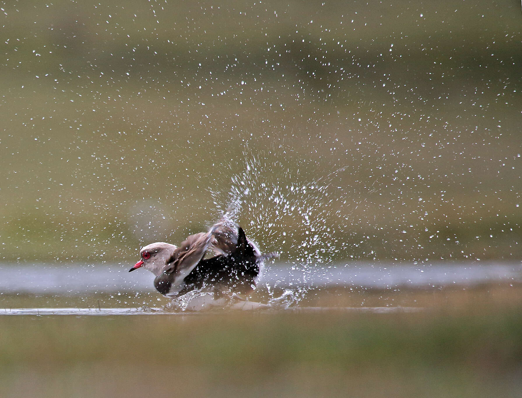 Image of Andean Lapwing