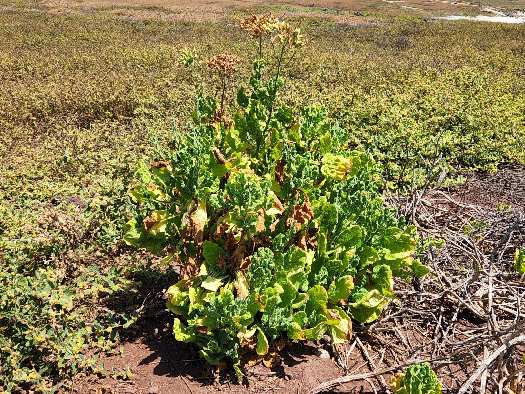 Nicotiana stocktonii Brandegee的圖片