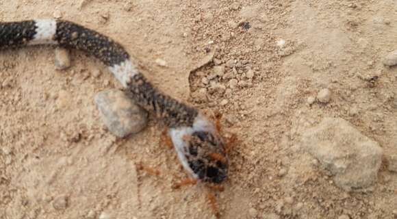 Image of Malayan Banded Wolf Snake