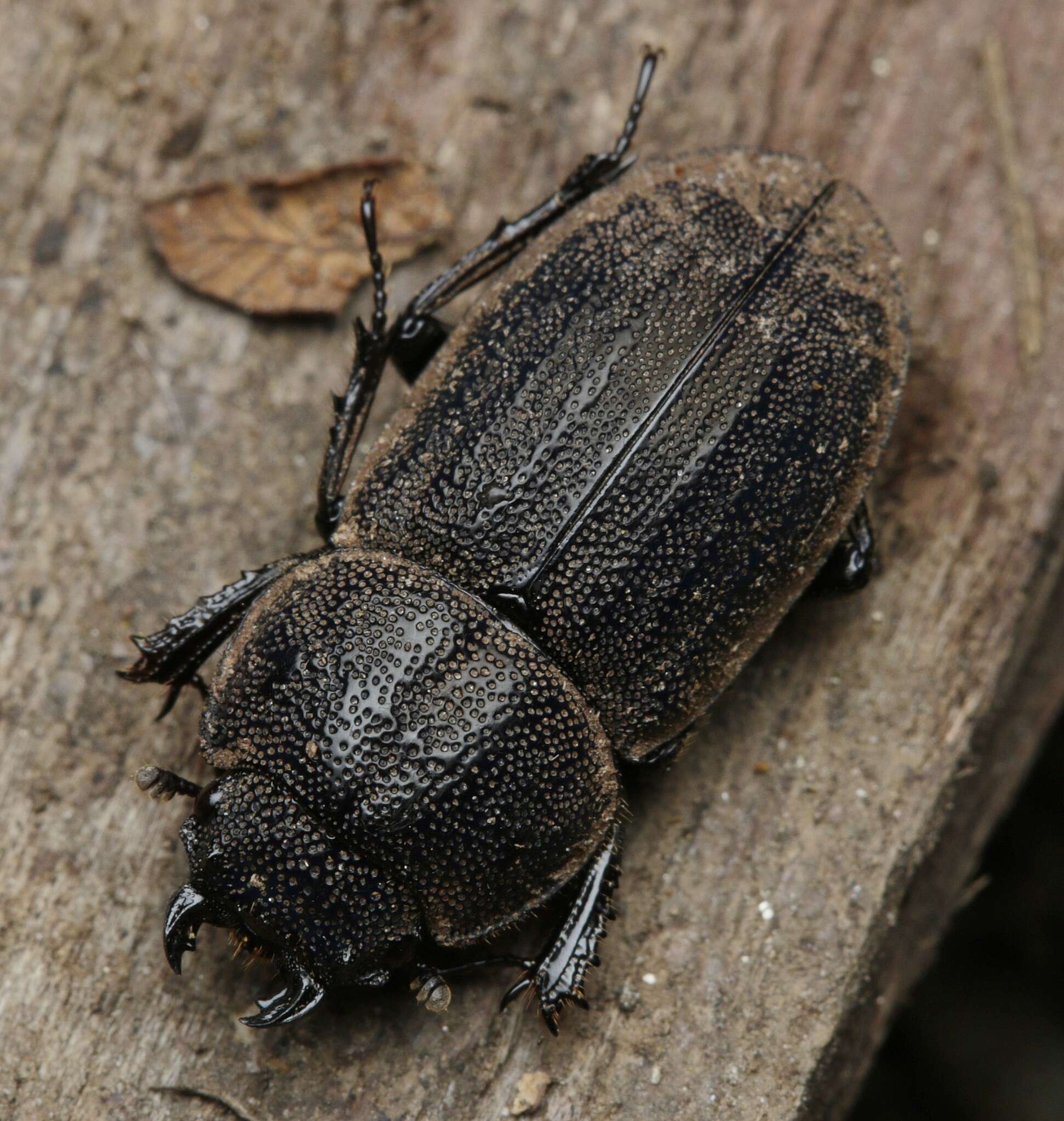 Image of Lissotes furcicornis Westwood 1871