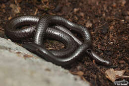 Image of Forest Thread Snake