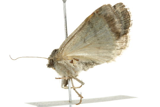539.bblpb img 0949 1296765726 jpg.580x360