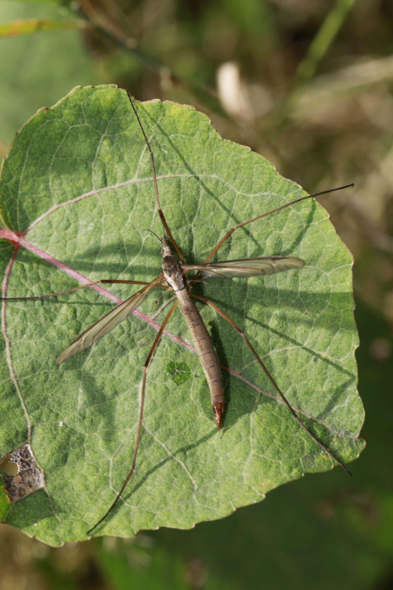 Image of Cranefly