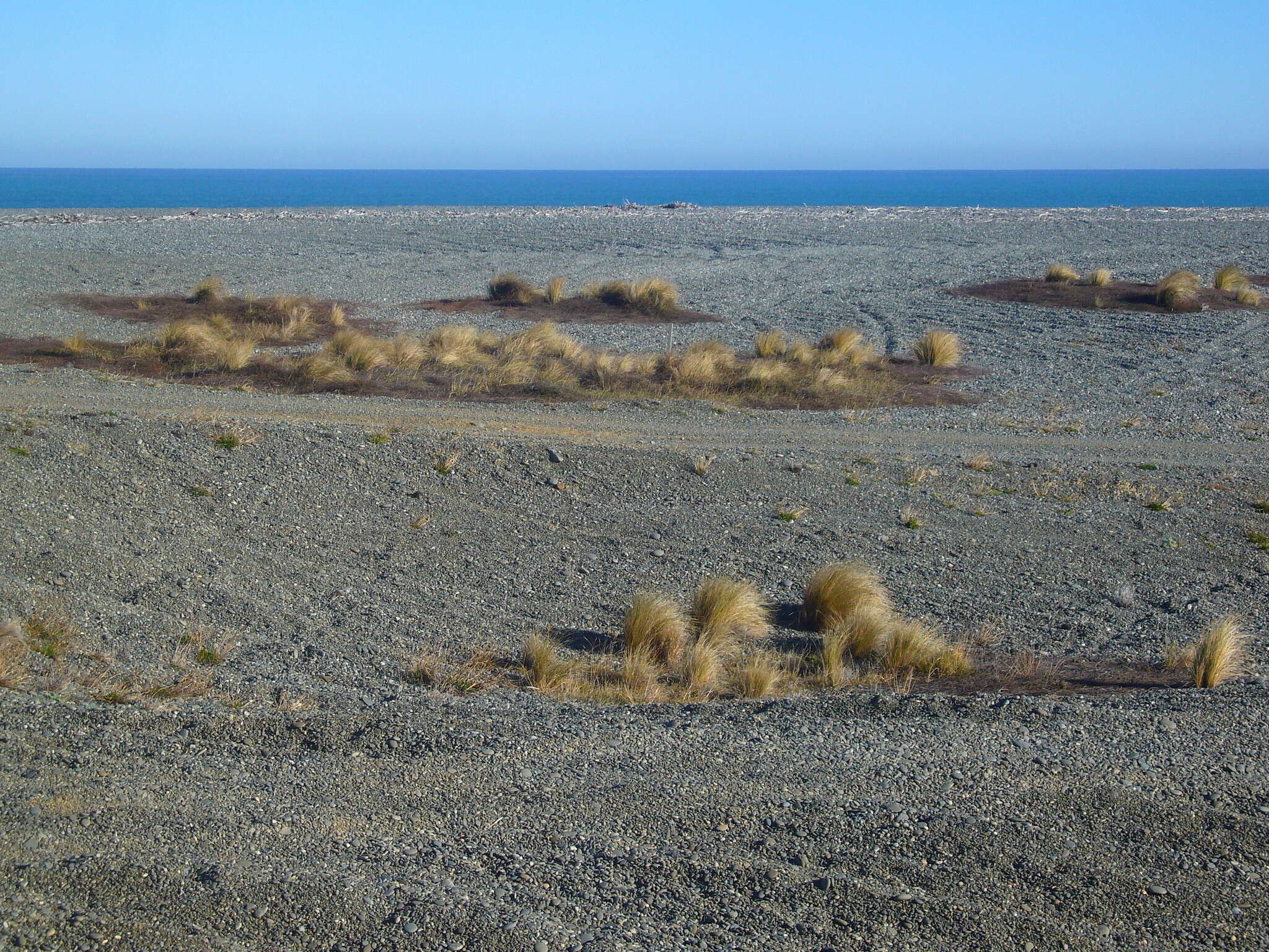 Image of silver tussock