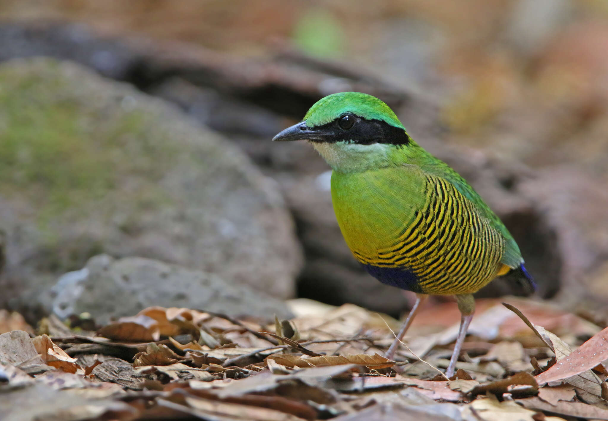 Image of Bar-bellied Pitta