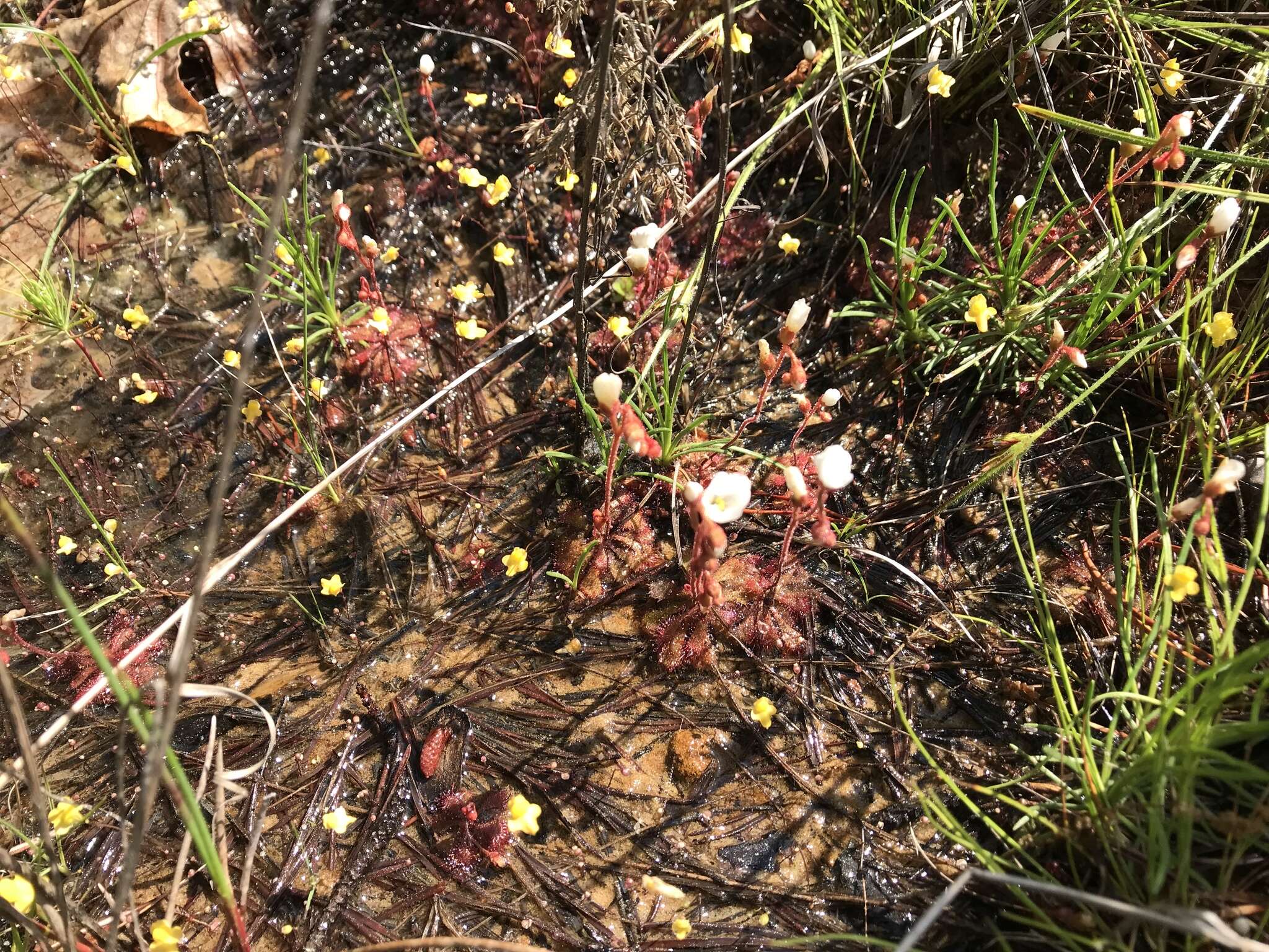 Image of Zigzag bladderwort