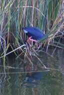 Image of Purple Swamphen