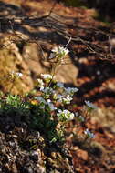 Image of Gray rockcress