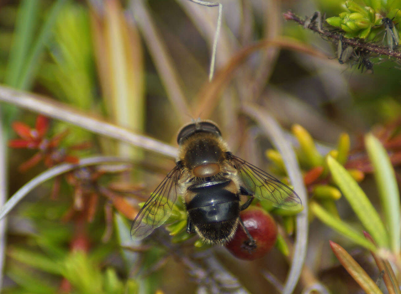 صورة Eristalis gomojunovae Violovitsh 1977