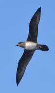 Image of Atlantic Petrel