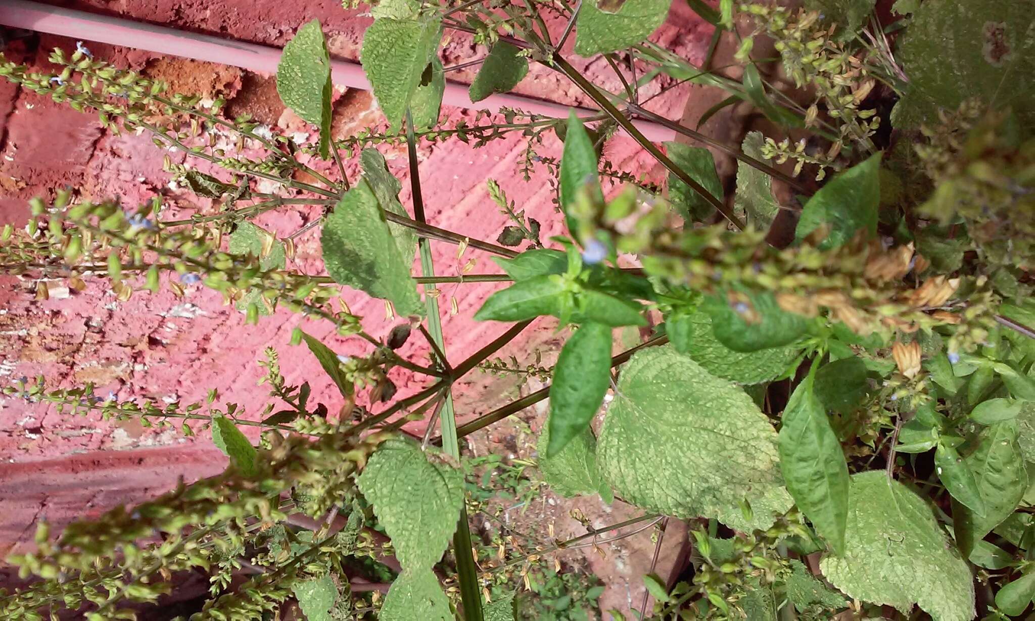 Imagem de Salvia tiliifolia Vahl