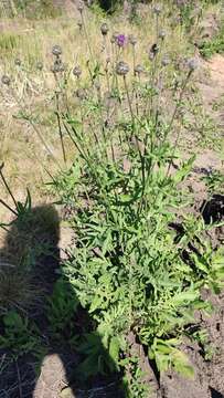 Image of Centaurea scabiosa subsp. integra Greuter