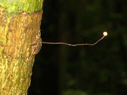 Image of Ophiocordyceps curculionum (Tul. & C. Tul.) G. H. Sung, J. M. Sung, Hywel-Jones & Spatafora 2007