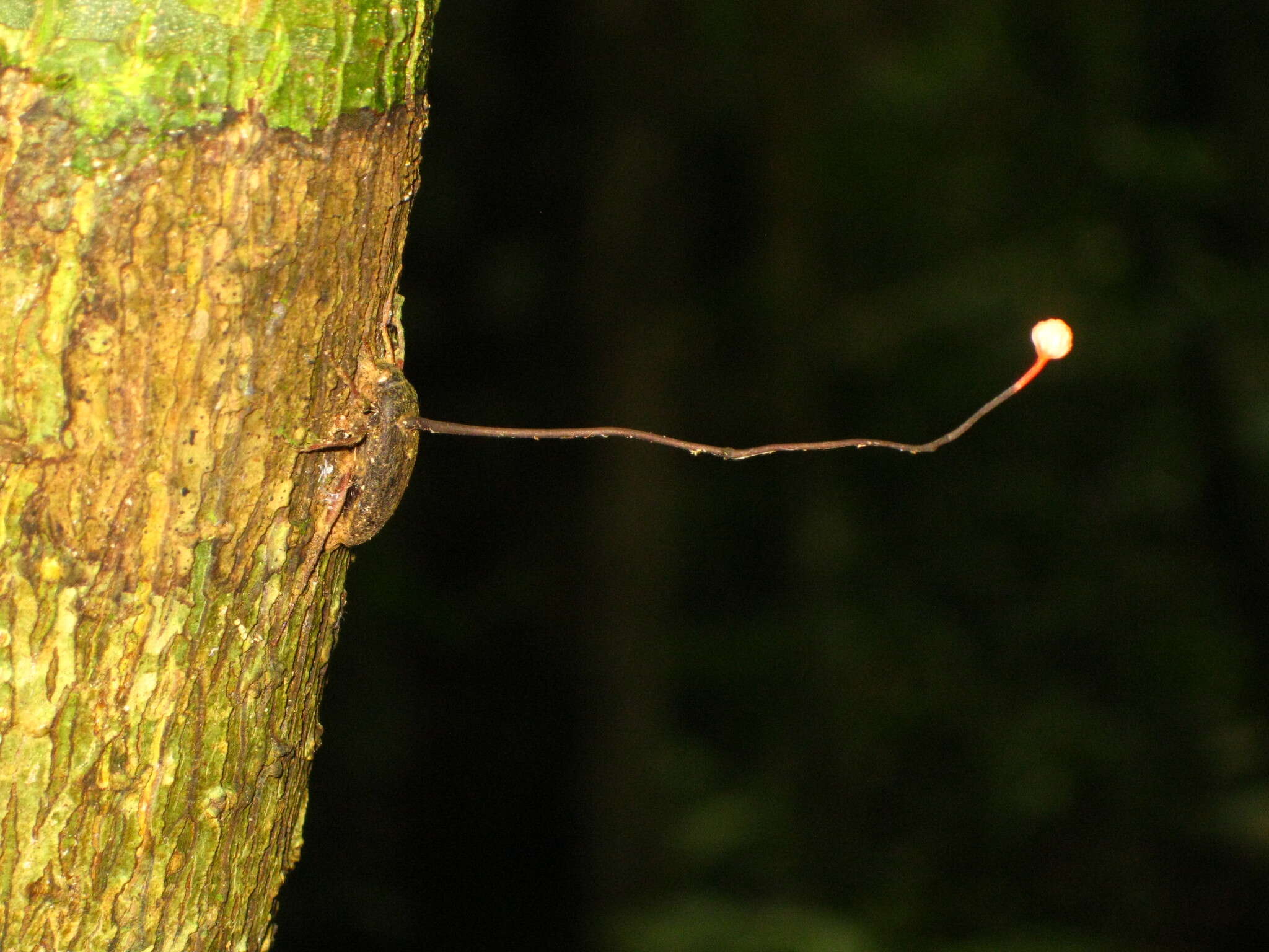 Image of Ophiocordyceps curculionum (Tul. & C. Tul.) G. H. Sung, J. M. Sung, Hywel-Jones & Spatafora 2007