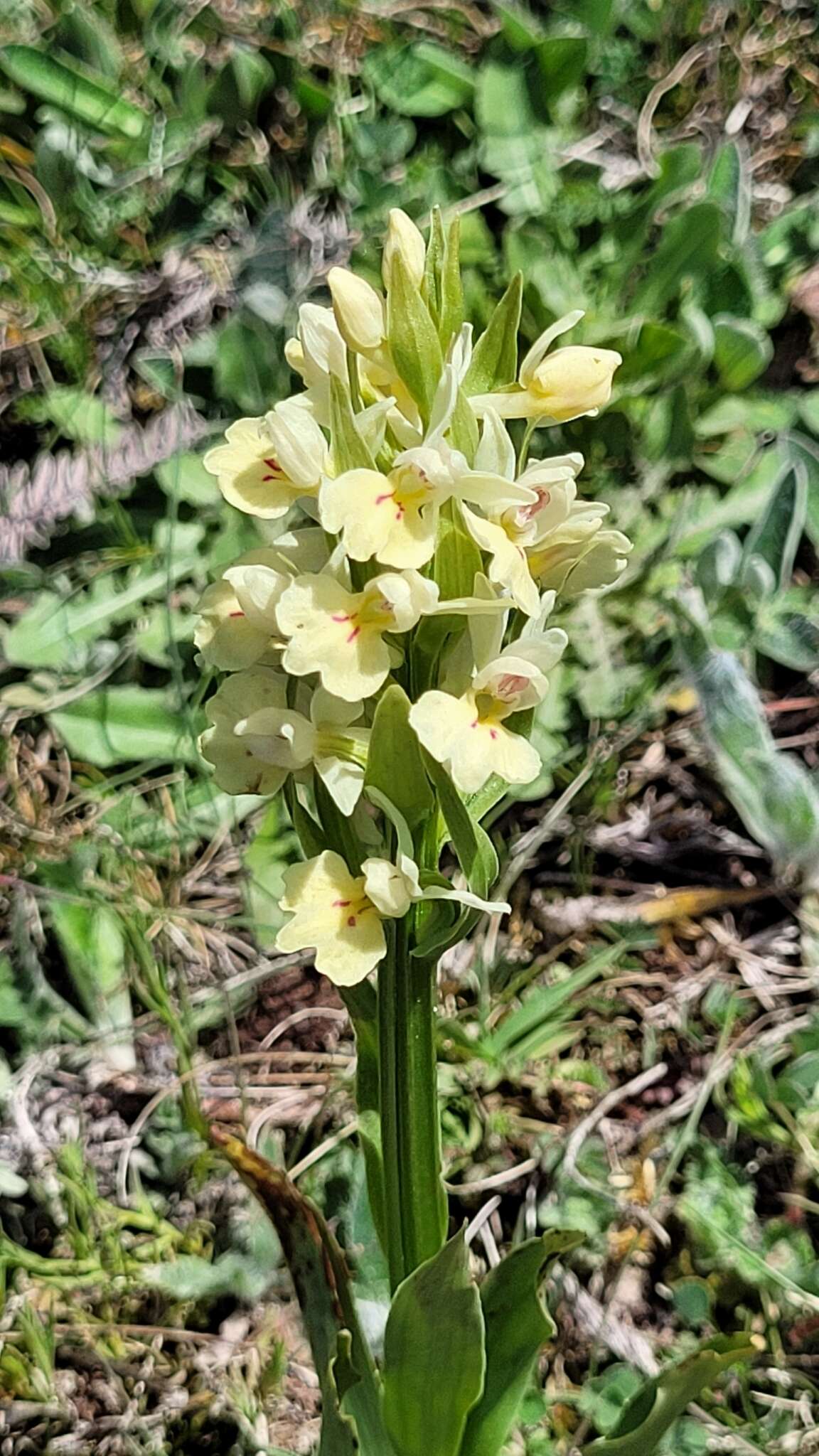 Image de Dactylorhiza insularis (Sommier) Ó. Sánchez & Herrero