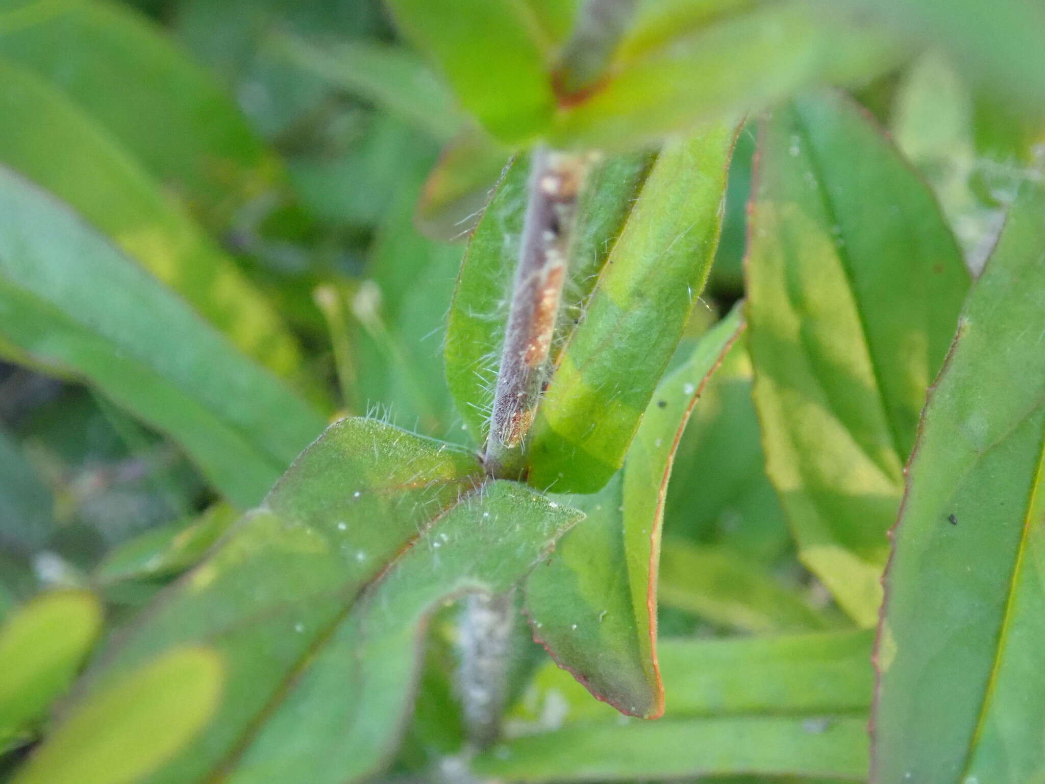 Image of slender beard-tongue