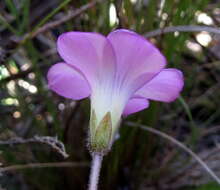 Sivun Oxalis truncatula Jacq. kuva