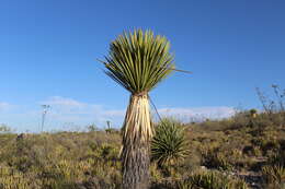 Sivun Yucca carnerosana (Trel.) McKelvey kuva