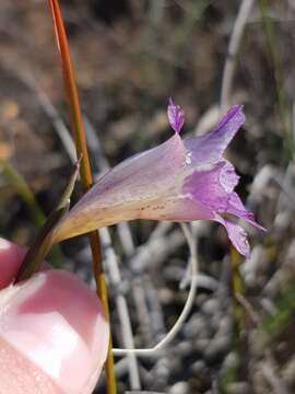 Plancia ëd Gladiolus inflexus Goldblatt & J. C. Manning