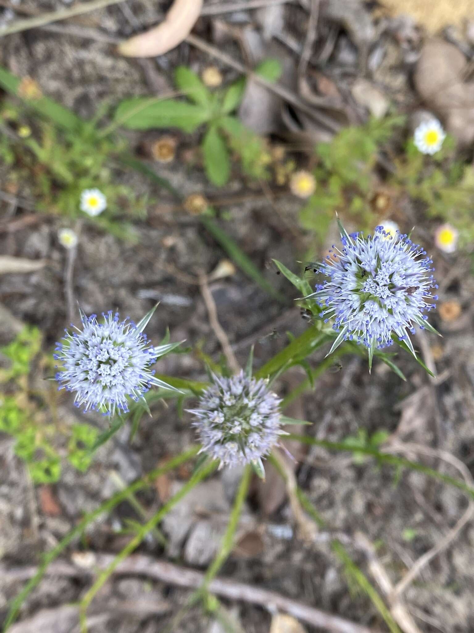 Image of Eryngium pinnatifidum Bunge