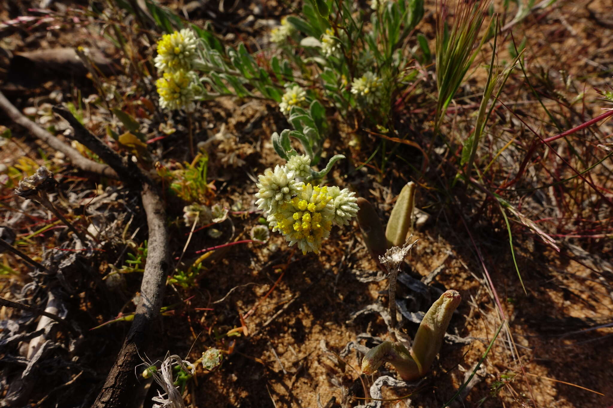 Imagem de Rhodanthe moschata (A. Cunn. ex DC.) P. G. Wilson