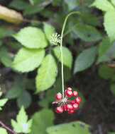 Image of Japanese ginseng