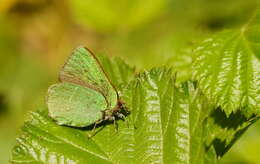 Plancia ëd Callophrys avis Chapman 1909