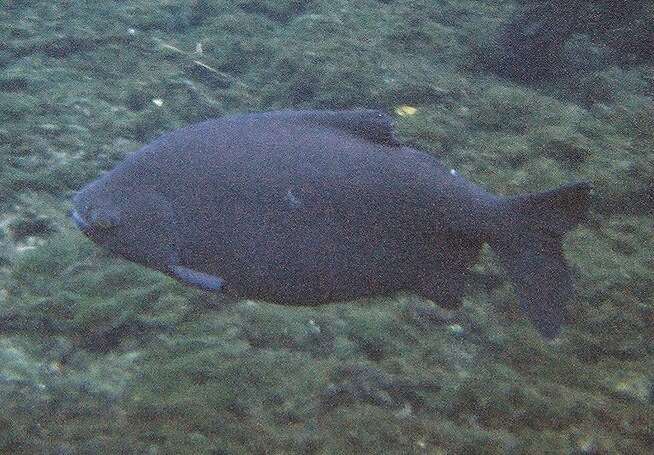 Image of Pacu