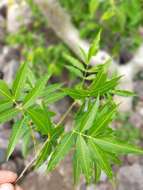 Image of Bursera lancifolia (Schltdl.) Engl.