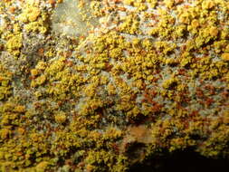 Image of Caloplaca arcis (Poelt & Vezda) Arup