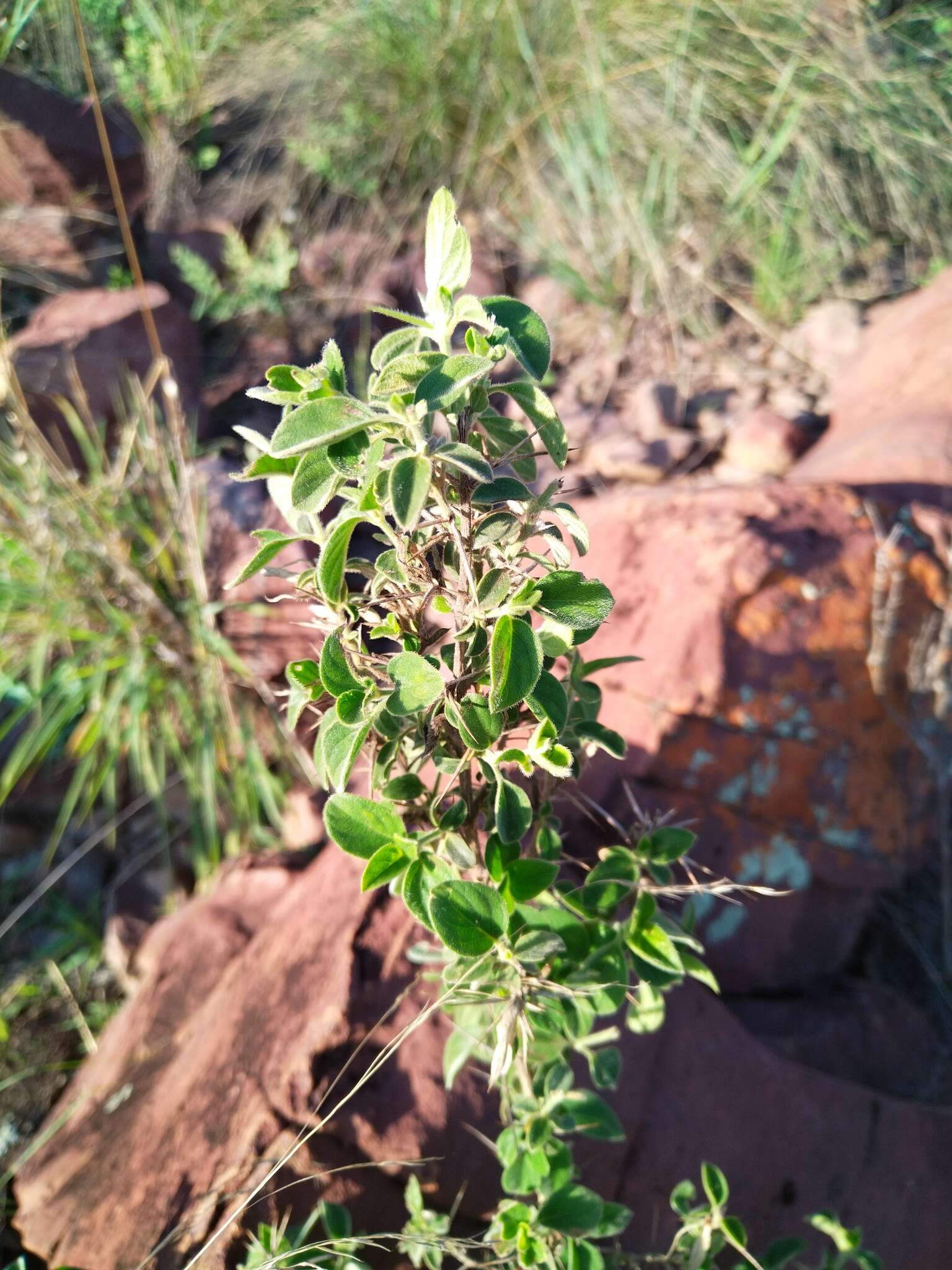 Imagem de Barleria bremekampii Oberm.