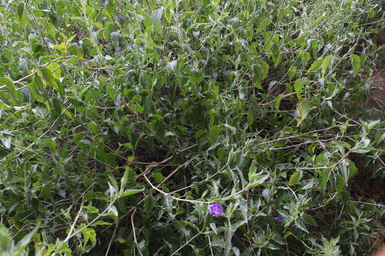 صورة Ruellia californica (Rose) I. M. Johnston