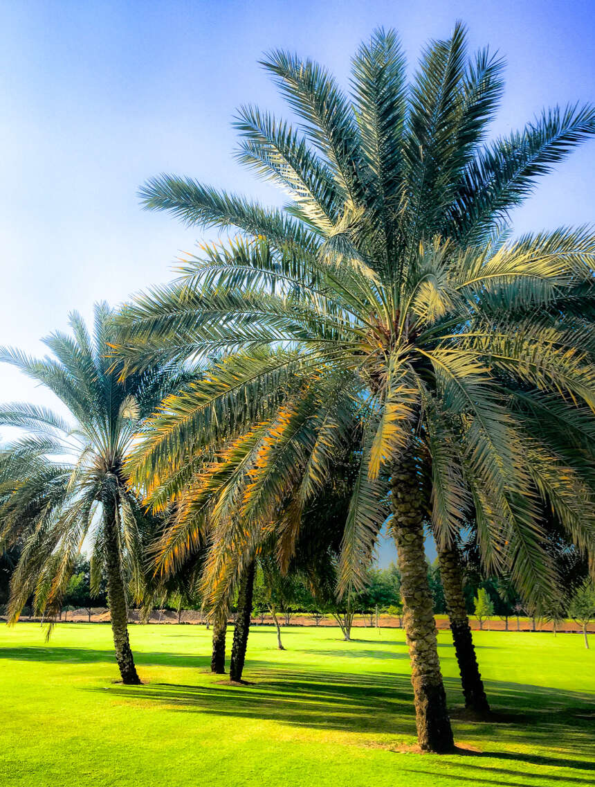 Image of date palm